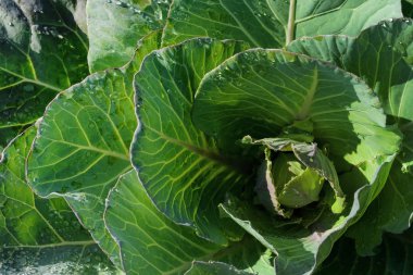 lahana ve hafif Üstten Görünüm