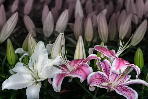Pembe ve Beyaz Zambak çiçeği — Stok fotoğraf