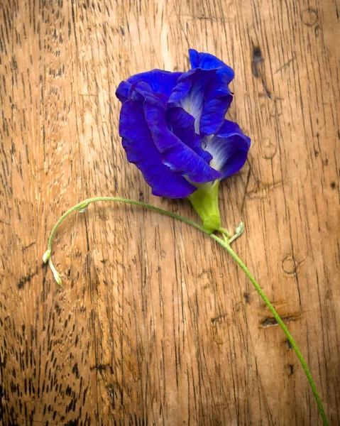 Blaue asiatische Tauben — Stockfoto