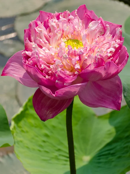 Büyük pembe lotus — Stok fotoğraf