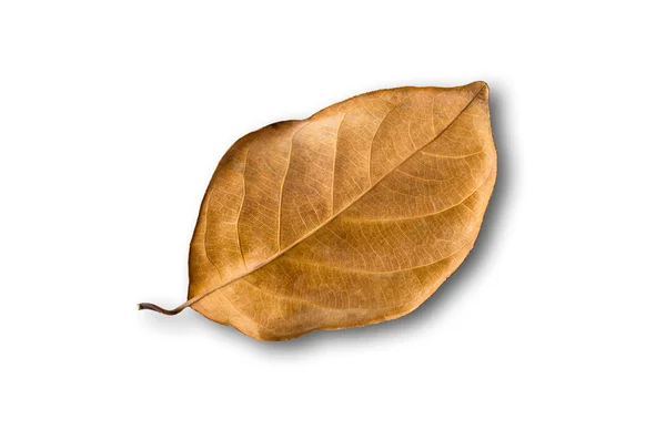Textura hnědé suché listí na bílém pozadí — Stock fotografie