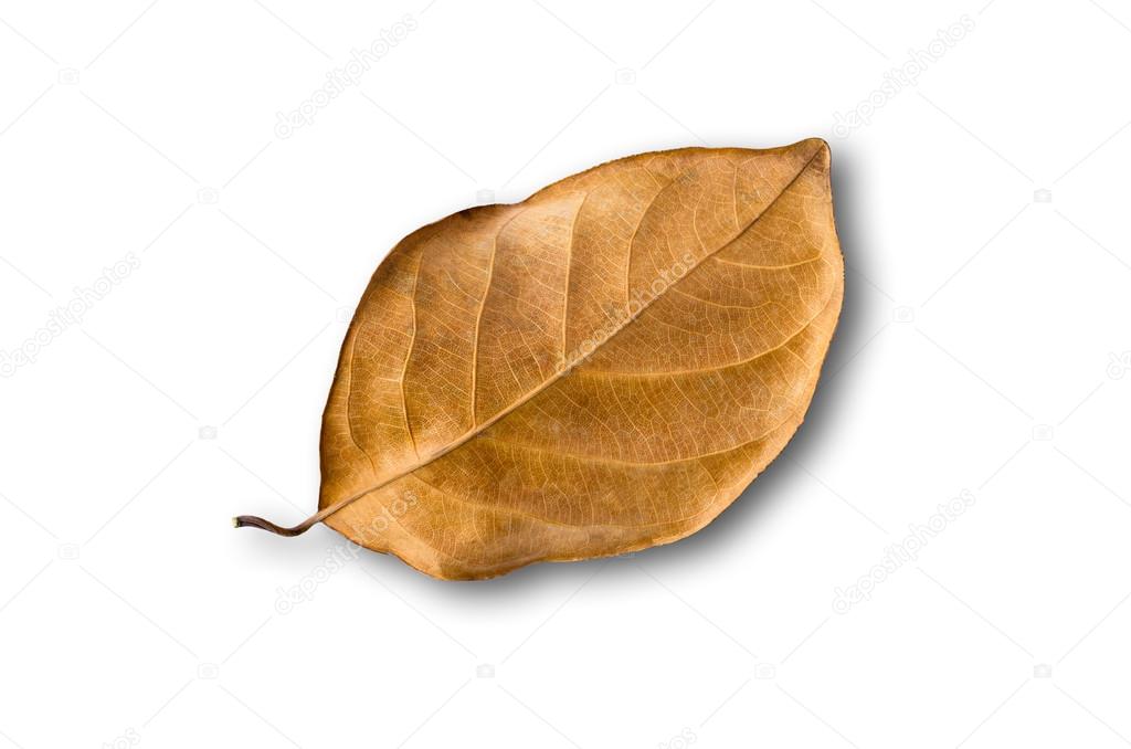 Texture of Brown Dry Leaf on White