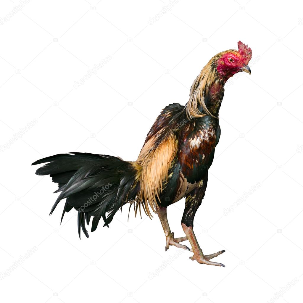 Thai Fighting Cock Turn right on White Background