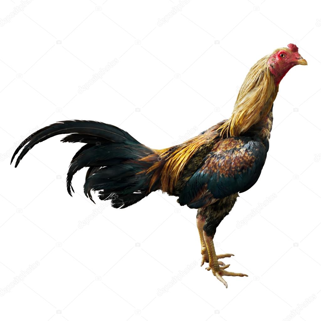 Thai Fighting Cock Right Side on White Background