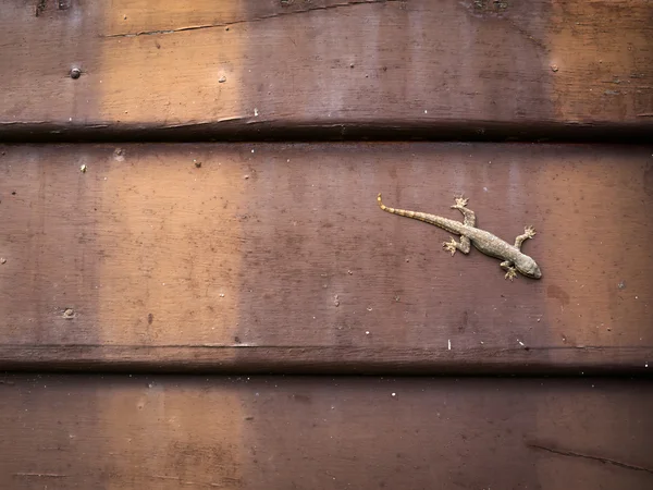 Jaszczurka na ścienne z drewna — Zdjęcie stockowe