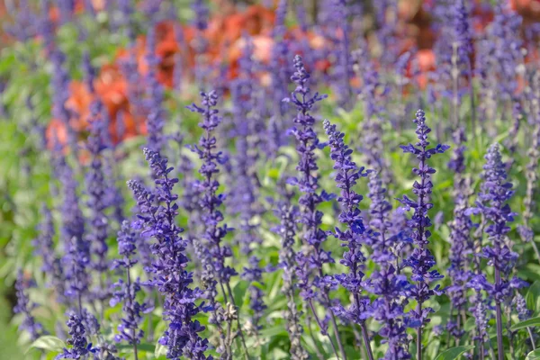 Seitenansicht von Lavendel lila — Stockfoto