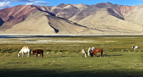 Ландшафт і коней — стокове фото
