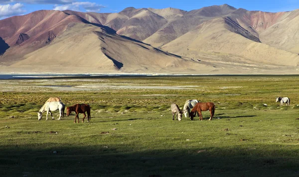Ландшафт і коней — стокове фото