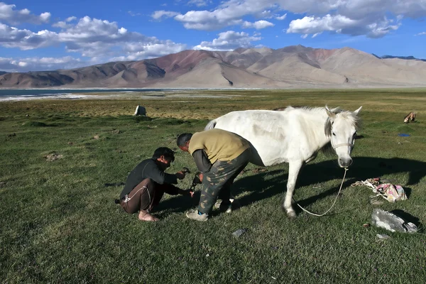 Paisagem e cavalos — Fotografia de Stock