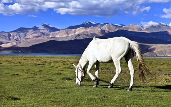 Landschap en paarden — Stockfoto