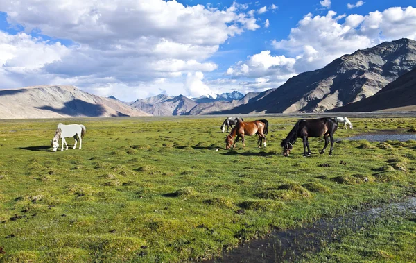 Landschap en paarden — Stockfoto