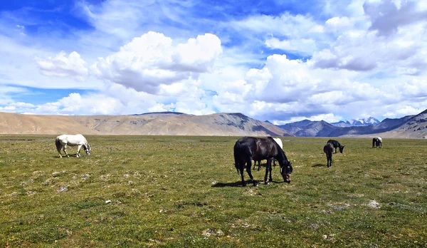 Landskap och hästar — Stockfoto