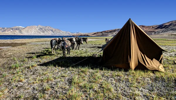 Tenda e cavalos — Fotografia de Stock