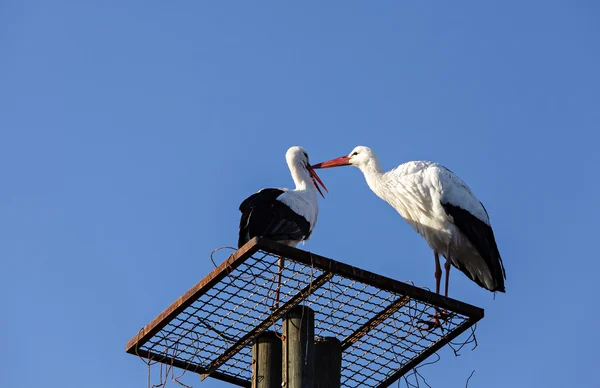 自分の巣にコウノトリ — ストック写真