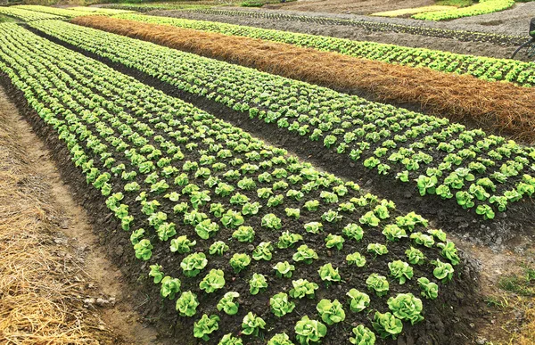 Campo de ensaladas —  Fotos de Stock