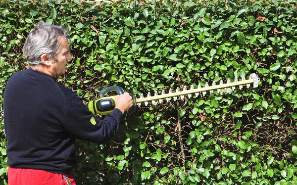 Trim the hedge — Stock Photo, Image