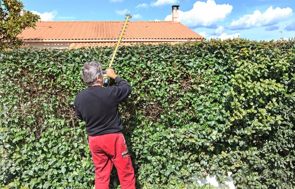 Trim the hedge — Stock Photo, Image