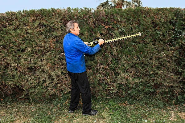 Trim the hedge — Stock Photo, Image