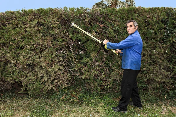 Trim the hedge — Stock Photo, Image