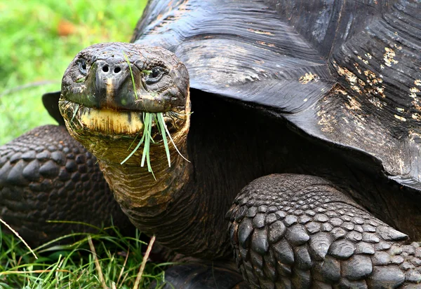 Turtle — Stock Photo, Image