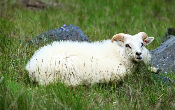 Белая овца — стоковое фото