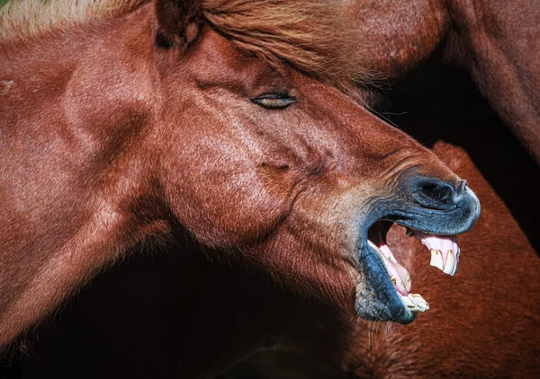 Cavalo no freio sorrindo closeup