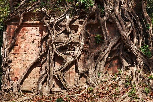Сосуд Ангкора — стоковое фото
