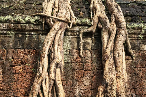 Cuve Angkor — Photo