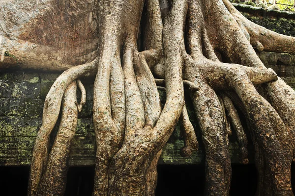 Depósito Angkor —  Fotos de Stock