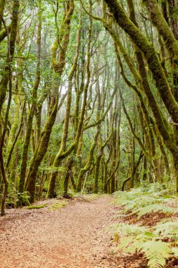 La Gomera Adası Ormanı