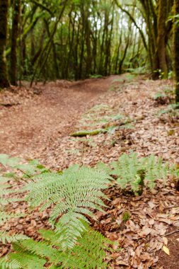 La Gomera Adası Ormanı