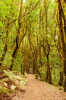 Gomera Adası Ormanı