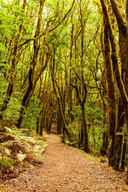 Gomera Adası Ormanı