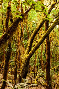 Gomera Adası Ormanı