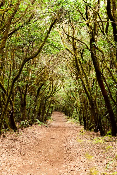 La Gomera Adası Ormanı