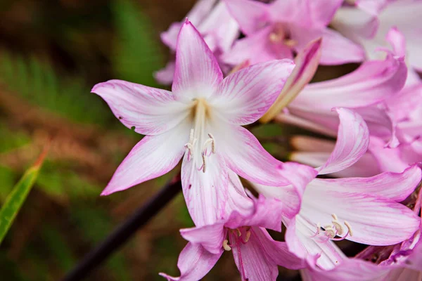 Wild Lilys Gomera Island — Stock Photo, Image