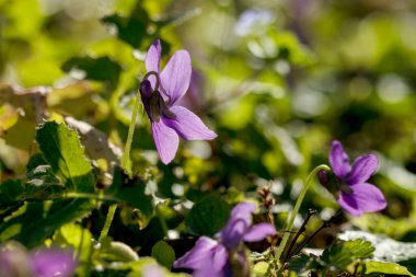 Bulanık arkaplanda vahşi menekşe