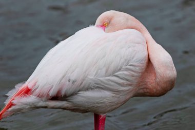 Flamingo başını kanatlarının altına saklıyor. 