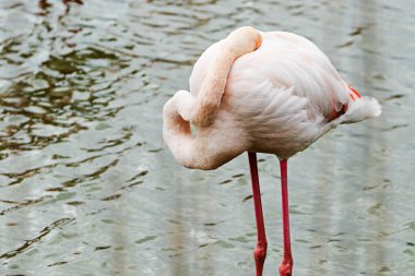 Yalnız flamingo başını kanatlarının altına gizliyor. 