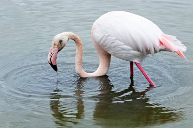 Flamingo yiyecek arıyor.