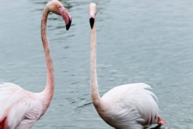 Flamingolar yiyecek arıyor.