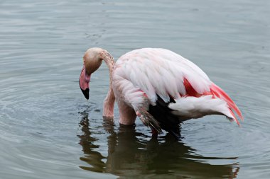 Flamingo yiyecek arıyor.