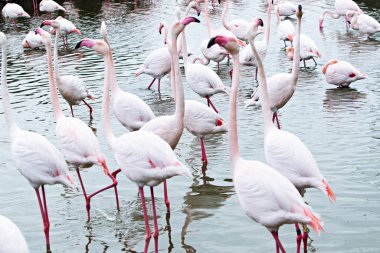 Gölette bir grup flamingo.