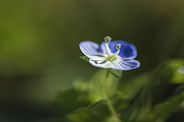 Vild Blomma Suddig Bakgrund — Stockfoto