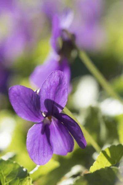 Viola Selvatica Sfondo Sfocato — Foto Stock