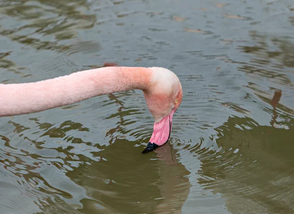Flamingo Szuka Pożywienia Stawie — Zdjęcie stockowe