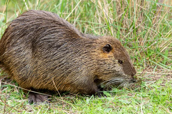 Nutria Θέρμανση Γρασίδι Στην Άκρη Της Λίμνης — Φωτογραφία Αρχείου