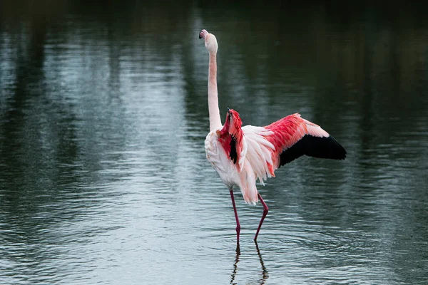 Lonely Flamingo Flapping Wings — Stock Photo, Image