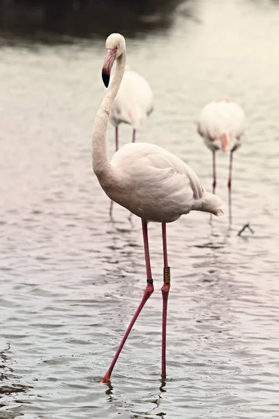 Flamingos Pond South France — Stock Photo, Image