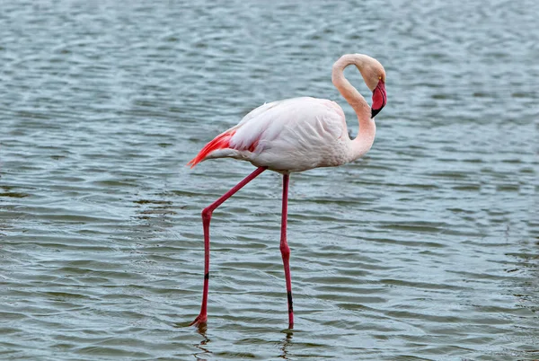 Flamingo Solitário Procura Comida — Fotografia de Stock